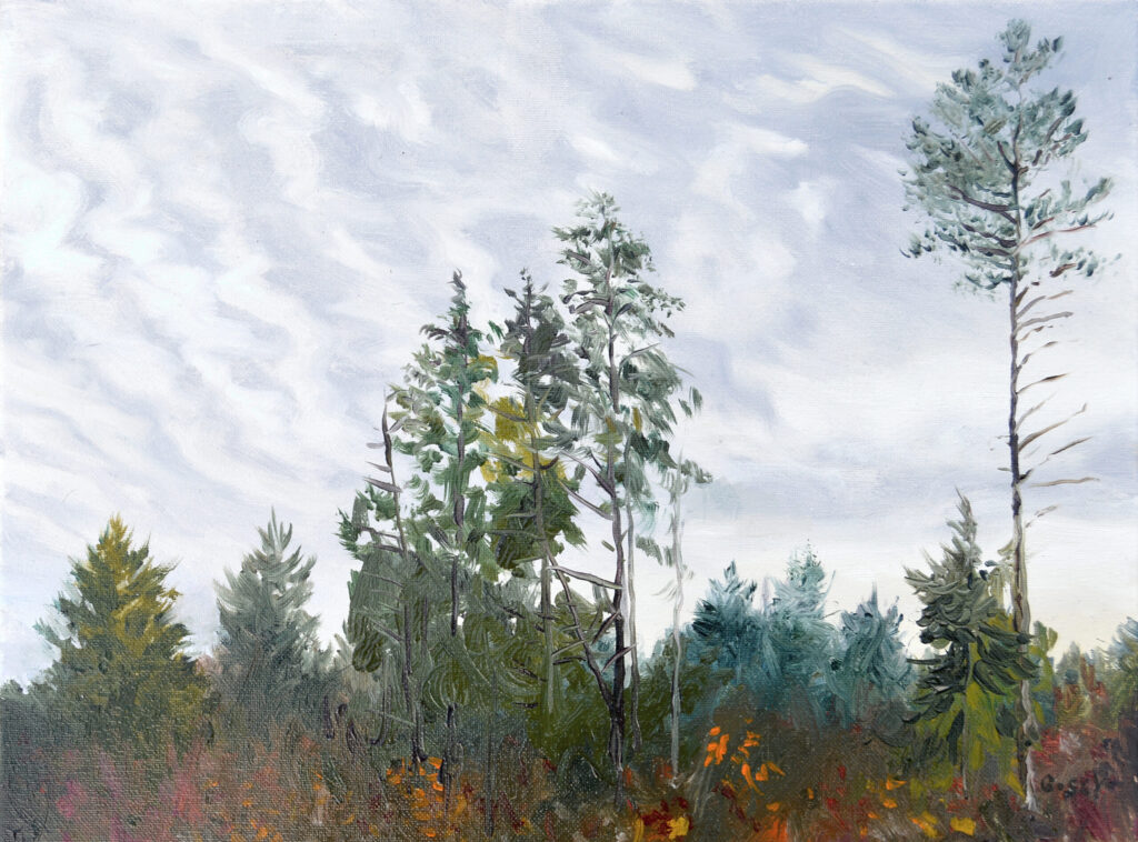 A small realistic naturalistic landscape oil painting: beneath a purplish-gray sky of high herringbone altocumulus clouds a patch of balsams, juniper, hemlock, and white pine reach above an undergrowth spangled with the gold, orange, and yellow leaf remainders of autumn.